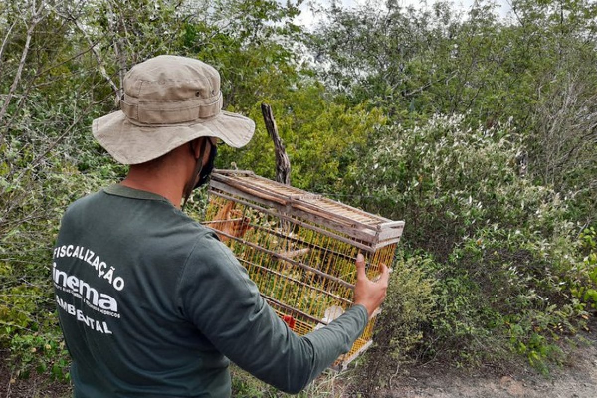 Operação da PRF-BA resgata 130 animais silvestres na região de Paulo Afonso