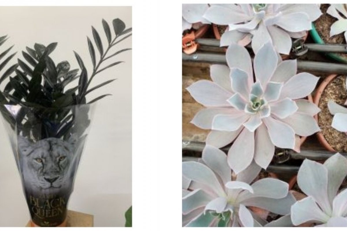 Produtores criam estandes virtuais de flores e plantas para a 21ª edição do Veiling Market