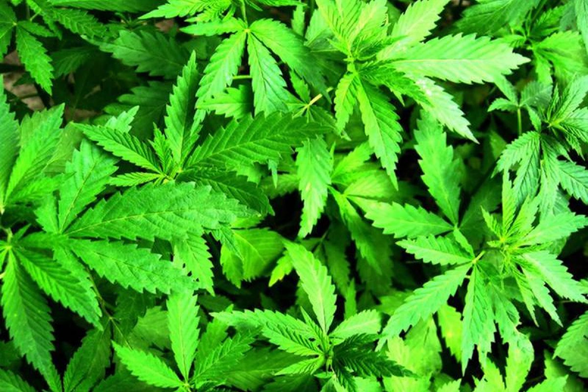 Brasil arrecadaria R$ 12,9 bilhões em tributos com legalização da maconha