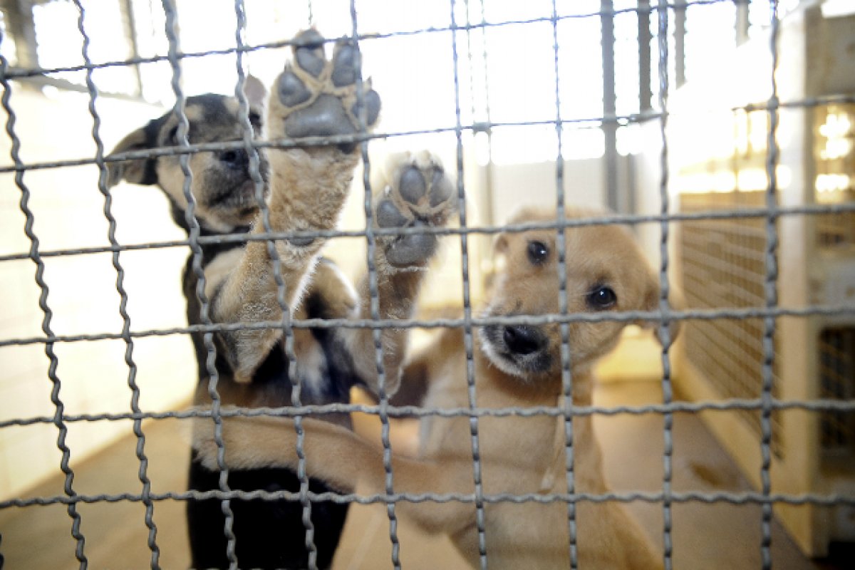 Covid-19: infecção de pets é mais frequente do que se imaginava, diz estudo