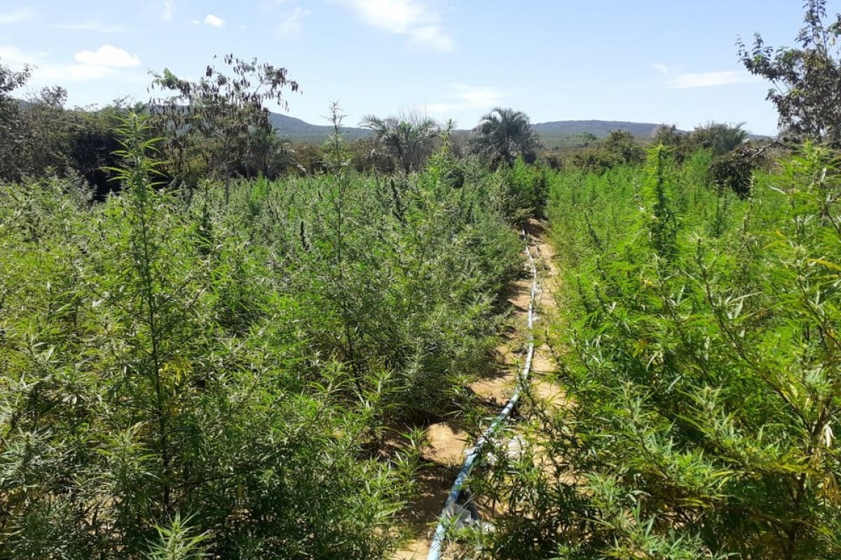 Polícia apreende plantação com 20 mil pés de maconha em Seabra, na Bahia