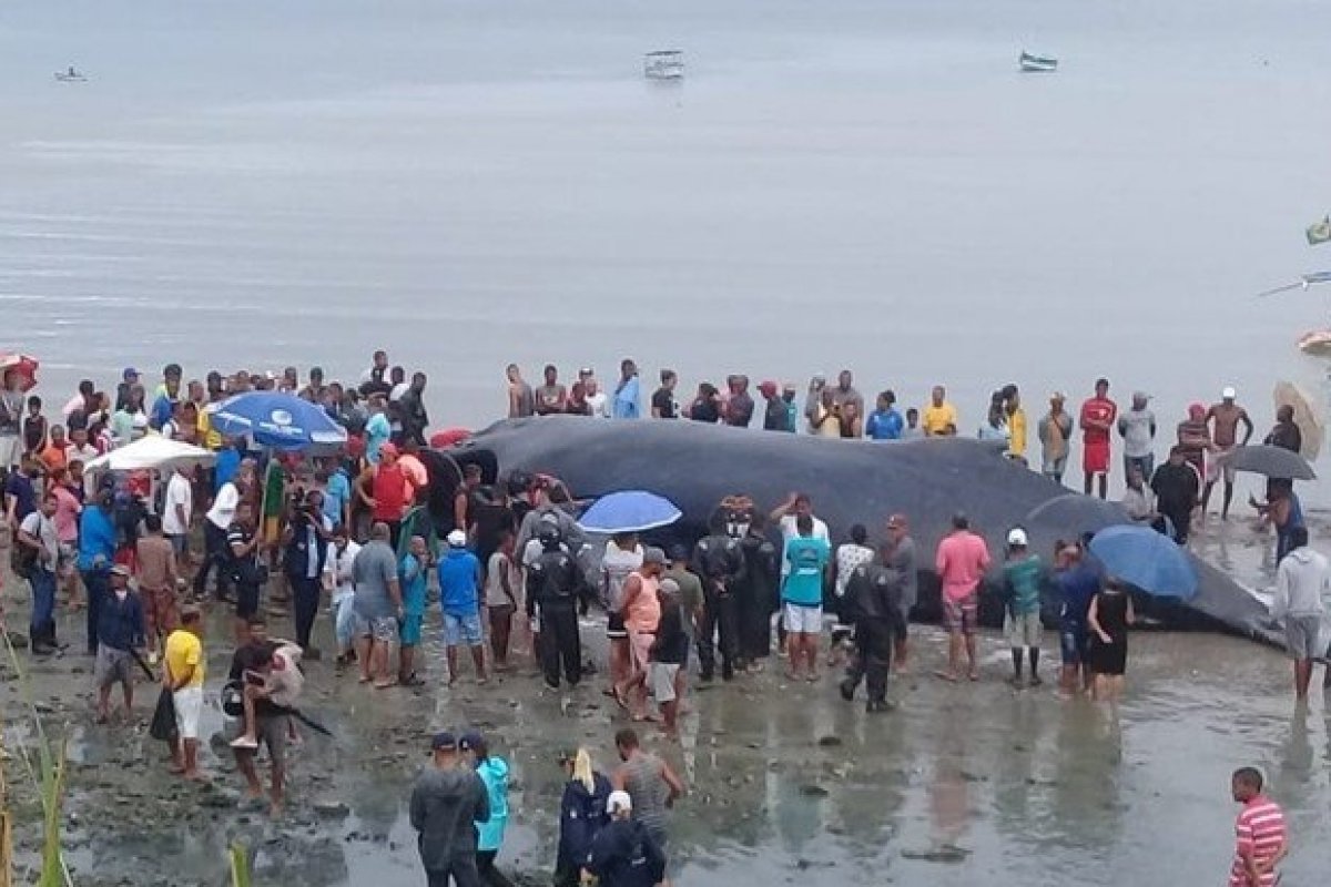 Baleia é encontrada encalhada em praia de Salvador