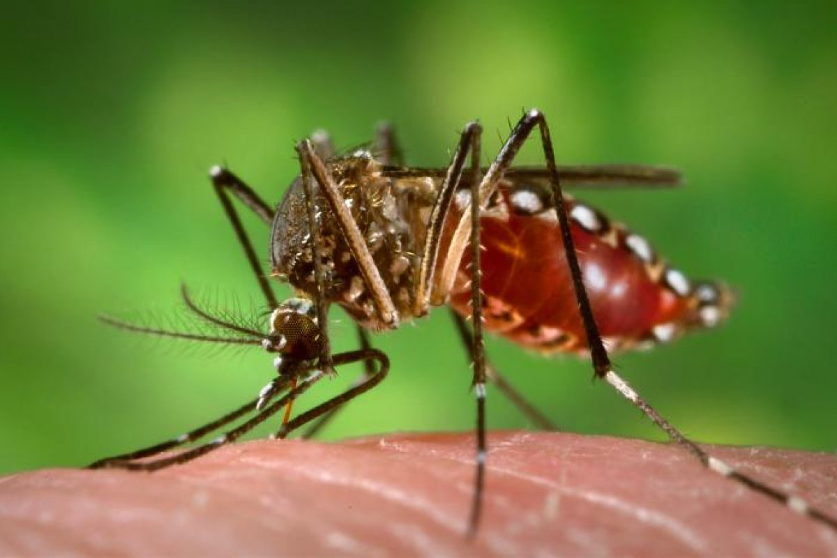Mutirões contra o Aedes aegypt acontecem nesta sexta em Salvador