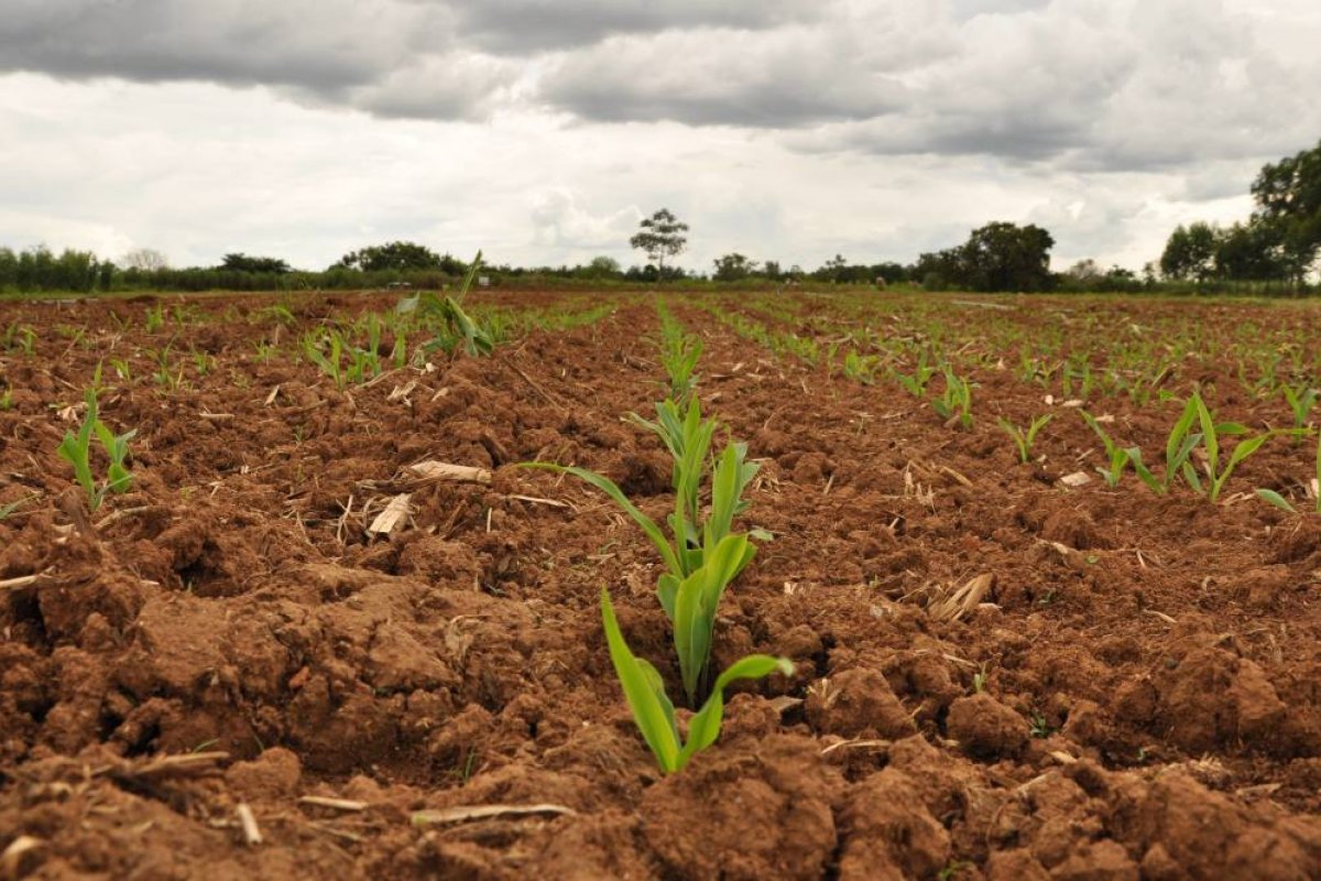Solo, um recurso natal para conservar