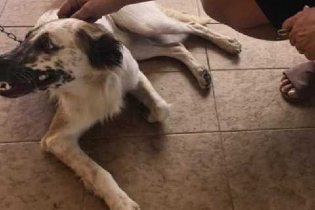 Juiz do Ceará concede medida protetiva para cão que 'assinou' processo