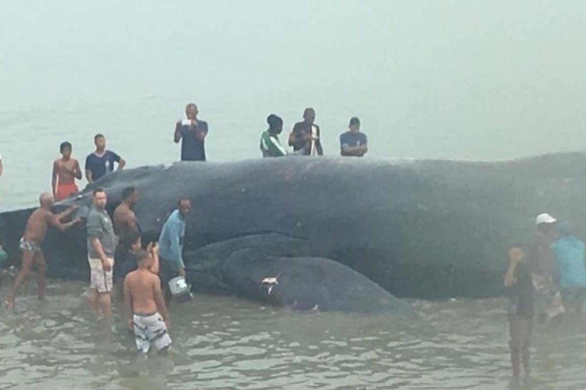Baleia que encalhou na praia de Coutos tem morte constatada