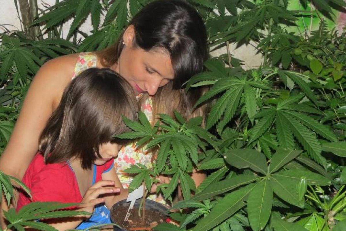 Pesquisa aponta que 44,5% da população Nordestina é a favor do uso de medicamentos à base da maconha