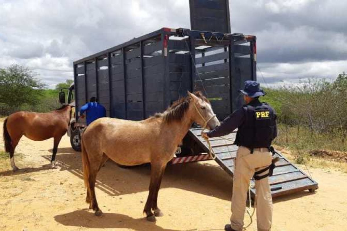 36 animais de grande porte são retirados da BR-235