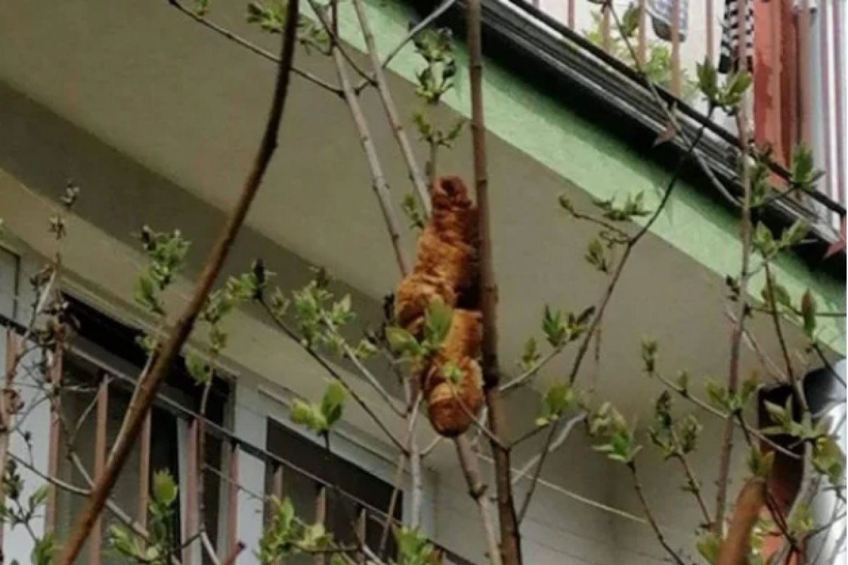 'Criatura misteriosa' em árvore que assustou moradores era croissant