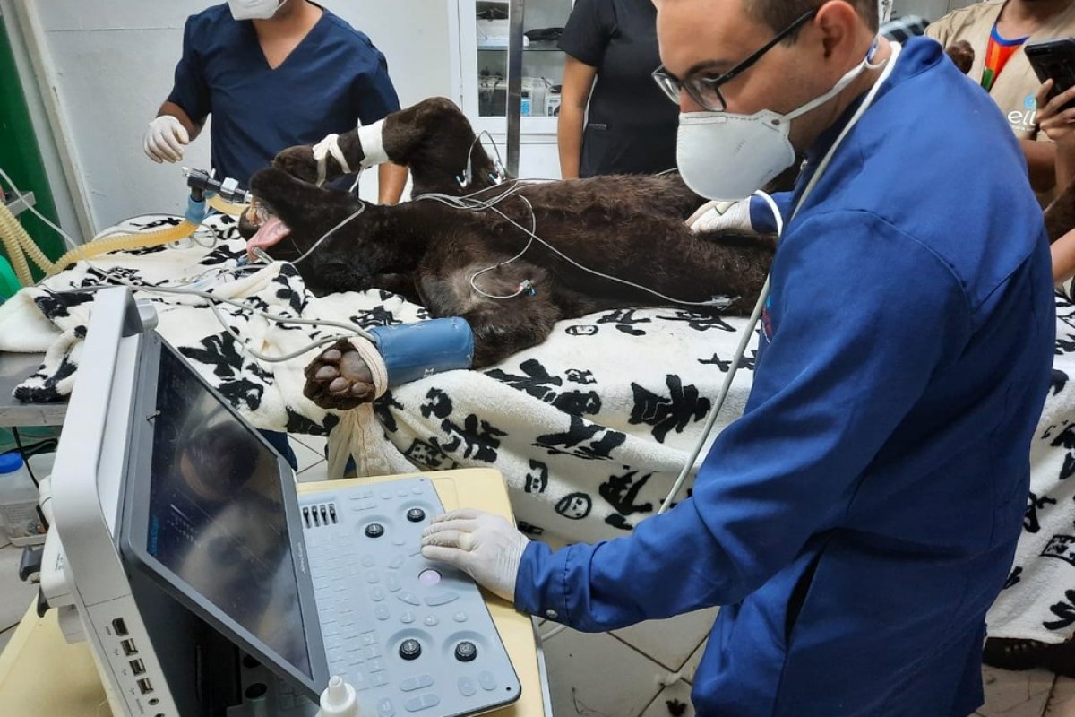 Onças-pintadas do zoológico de Salvador passam por exames preventivos