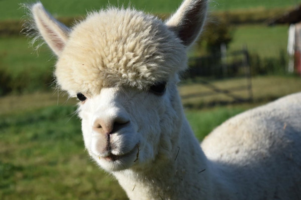 Pesquisadores chilenos descobrem que anticorpo da alpaca que combate variantes da Covid-19