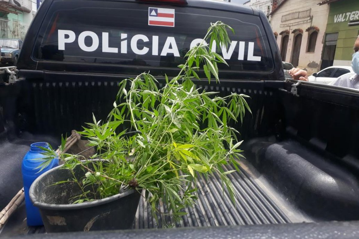 Polícia localiza plantação com 35 pés de maconha no sul da Bahia