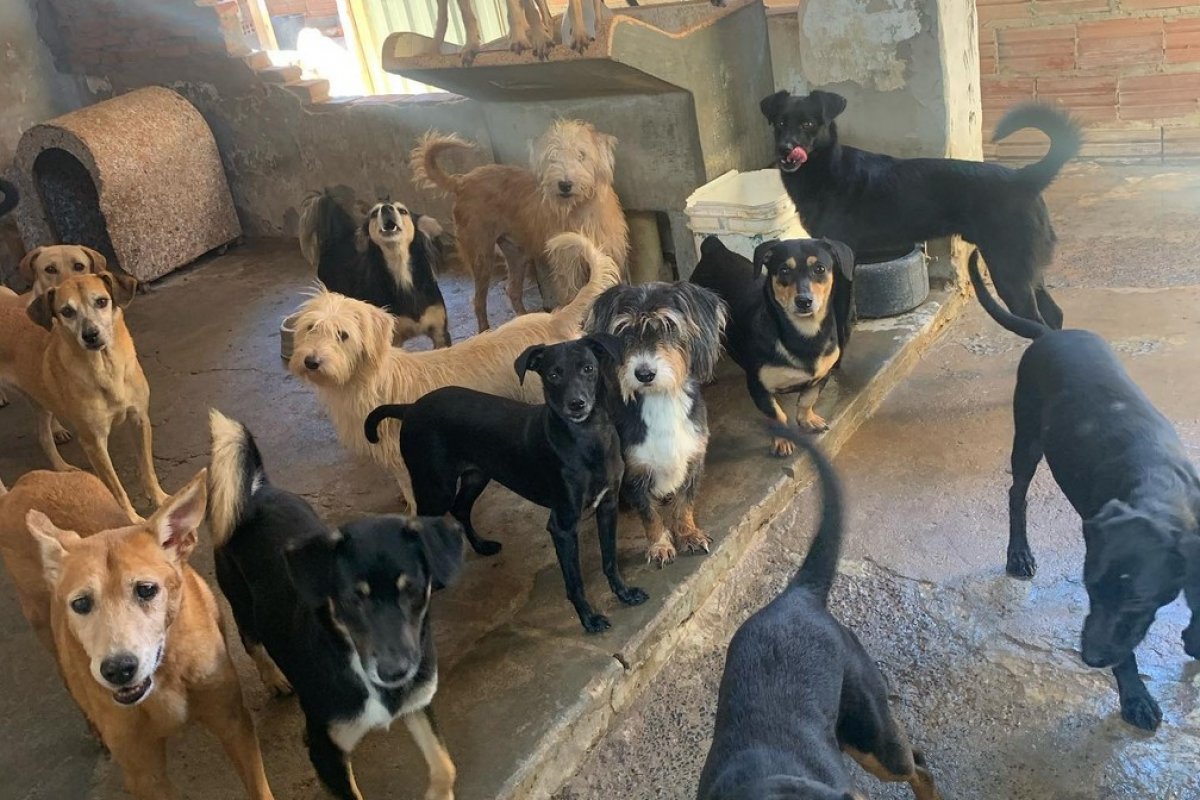 Mais de 50 cachorros ficam desabrigados no interior de SP depois que os donos morrerem de Covid-19