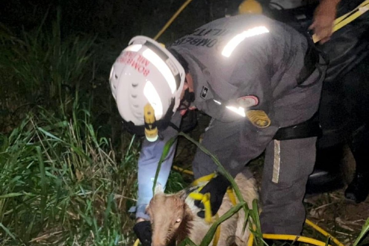 Corpo de Bombeiros da Bahia resgata bode em cisterna com 20 metros de profundidade