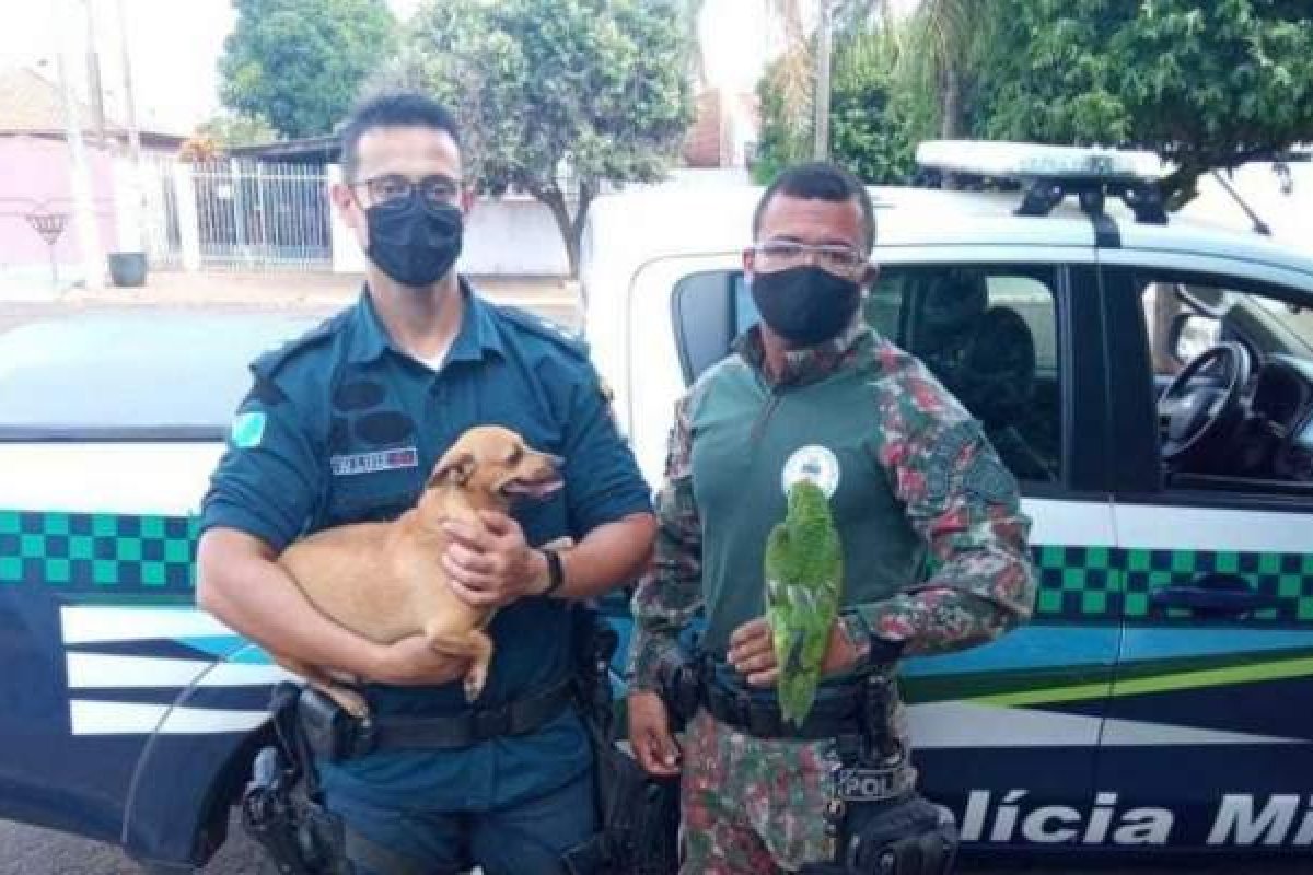 Mãe de adolescente suspeito de transmitir tortura de animais pela internet pagará multa de R$ 9 mil