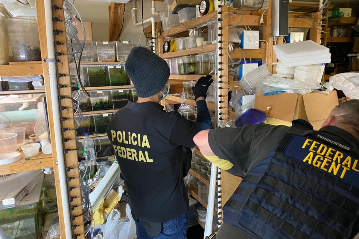 Polícia Federal cumpre mandados contra tráfico de peixes brasileiros ameaçados de extinção nos EUA