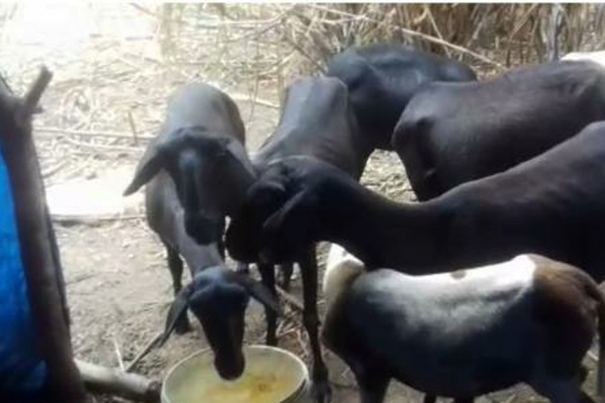 Polícia recupera ovelhas furtadas em São Desidério