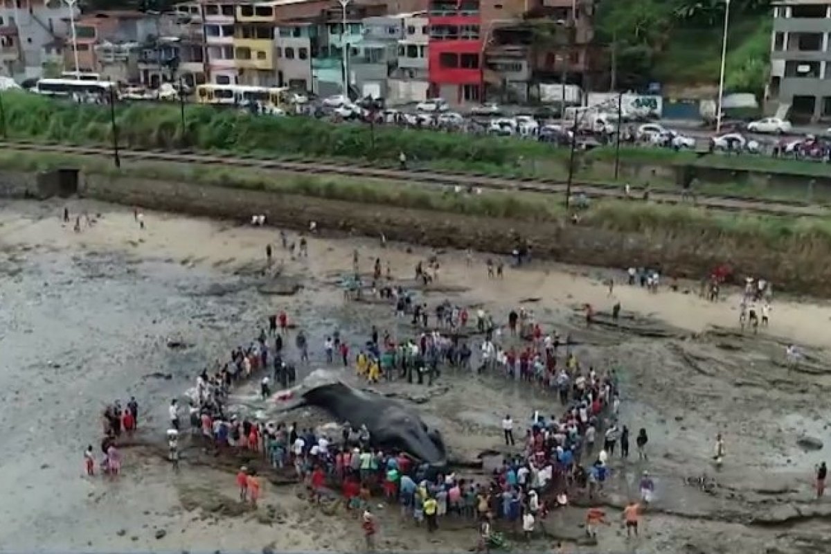 Carne de baleia morta em Coutos é retirada por moradores para consumo