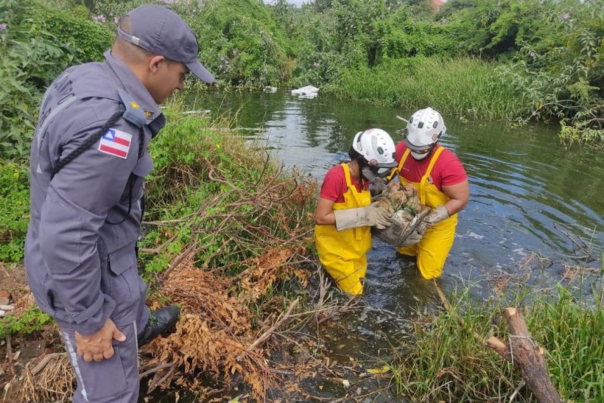 Bombeiros resgatam filhotes de cachorro após ficarem isolados em área alagada, em Juazeiro