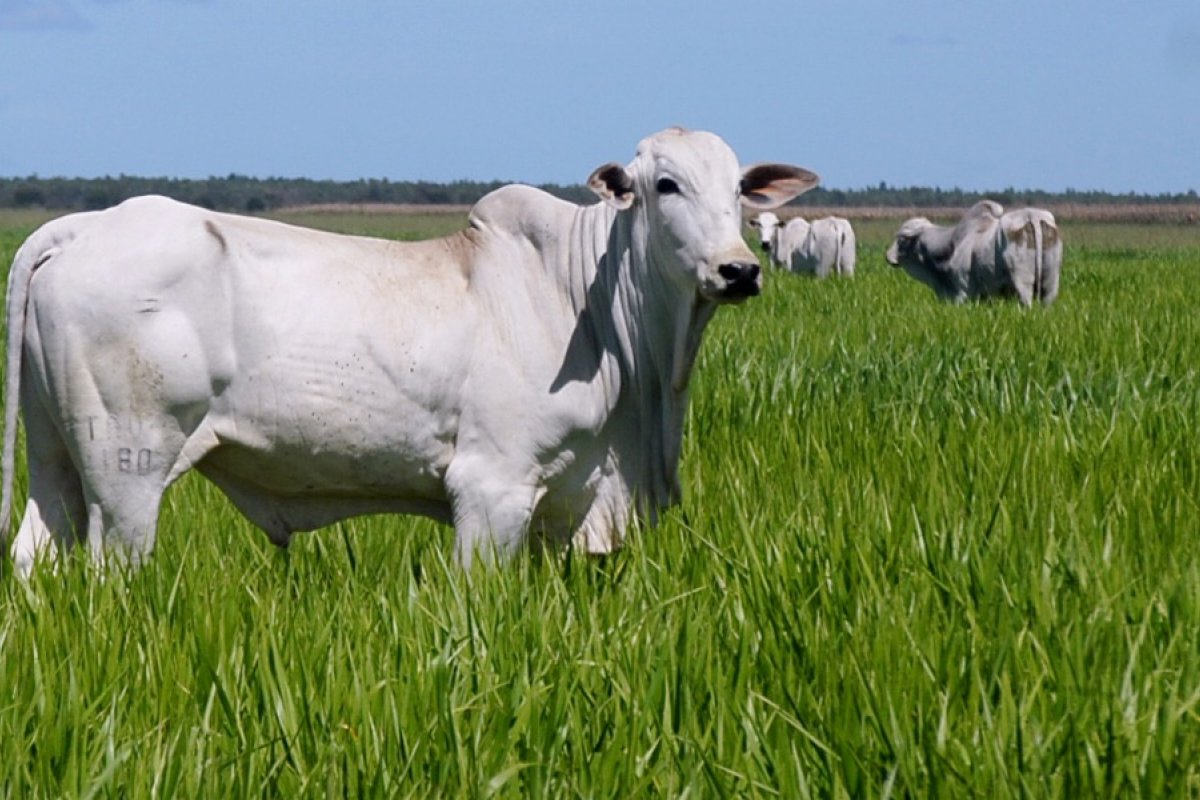 Baixa emissão de carbono na agropecuária
