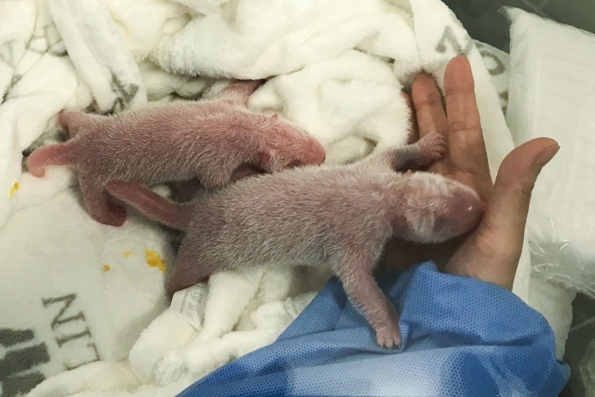 Urso Panda fêmea dá à luz gêmeos no jardim zoológico de Berlim