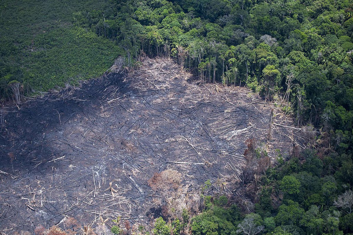 Governo federal autoriza uso da Força Nacional contra o desmatamento na Amazônia