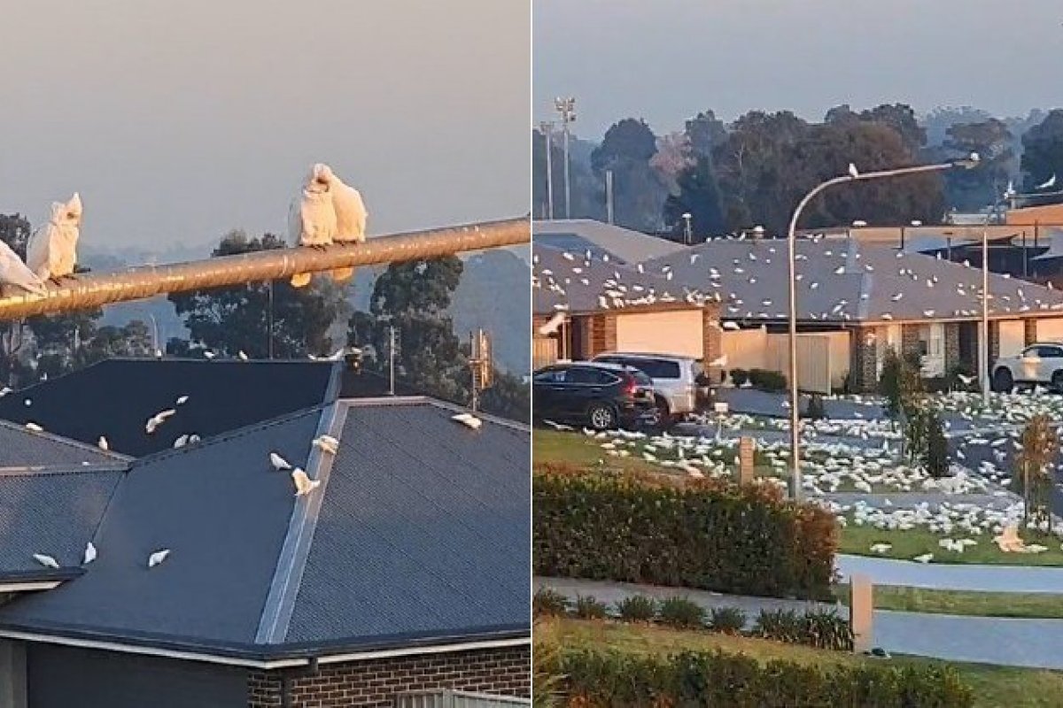 Vídeo: cacatuas "invadem" bairro na Austrália e assusta moradores