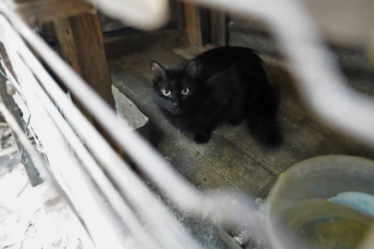 Fiocruz aponta anticorpos contra o novo coronavírus em cachorro e gato de rua