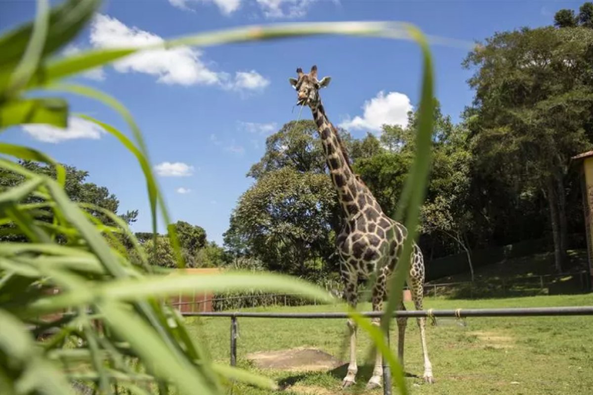 Girafa mais velha do Brasil completa 32 anos e ganha mesa com bolo