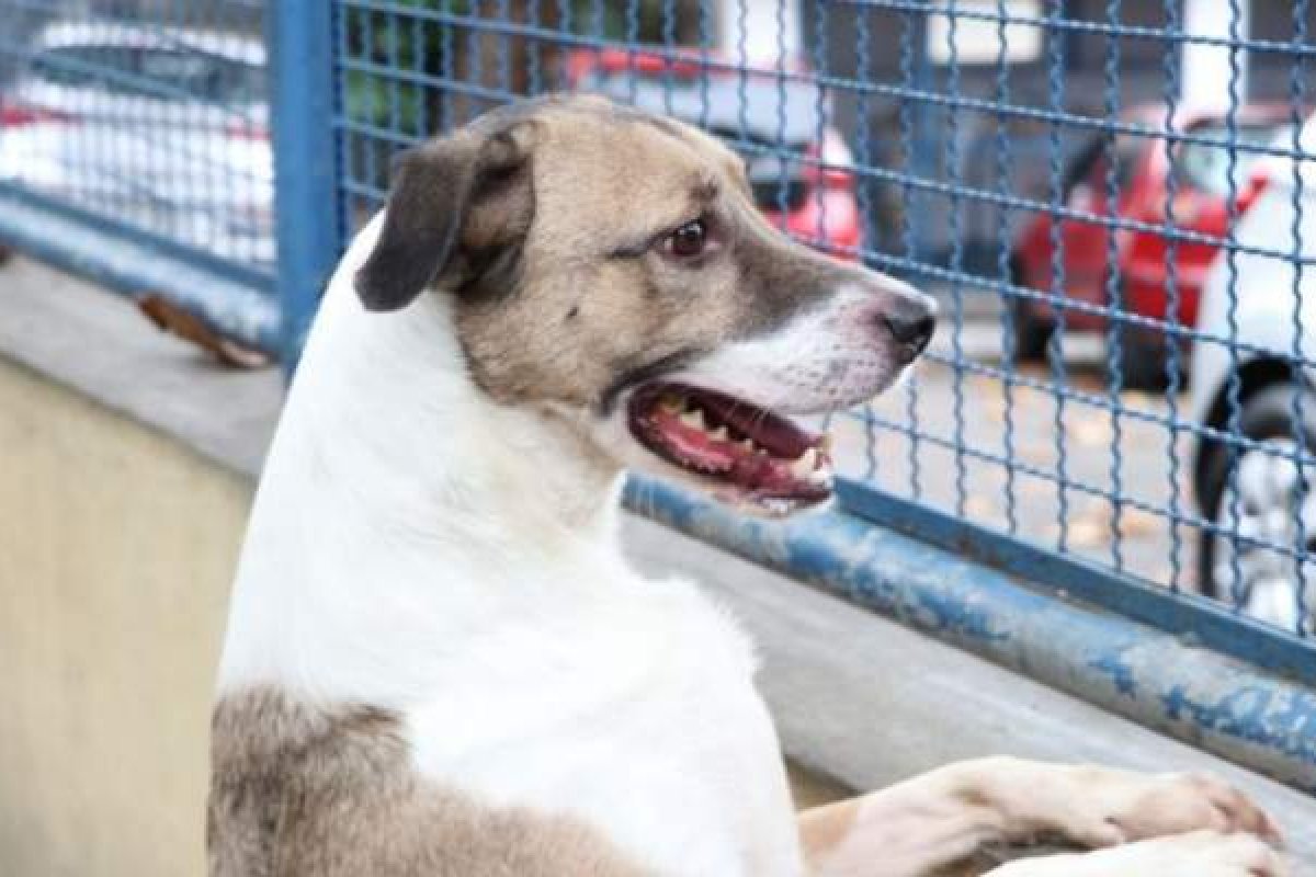 Pandemia de Covid-19 deixa legião de pets órfãos após a morte de tutores