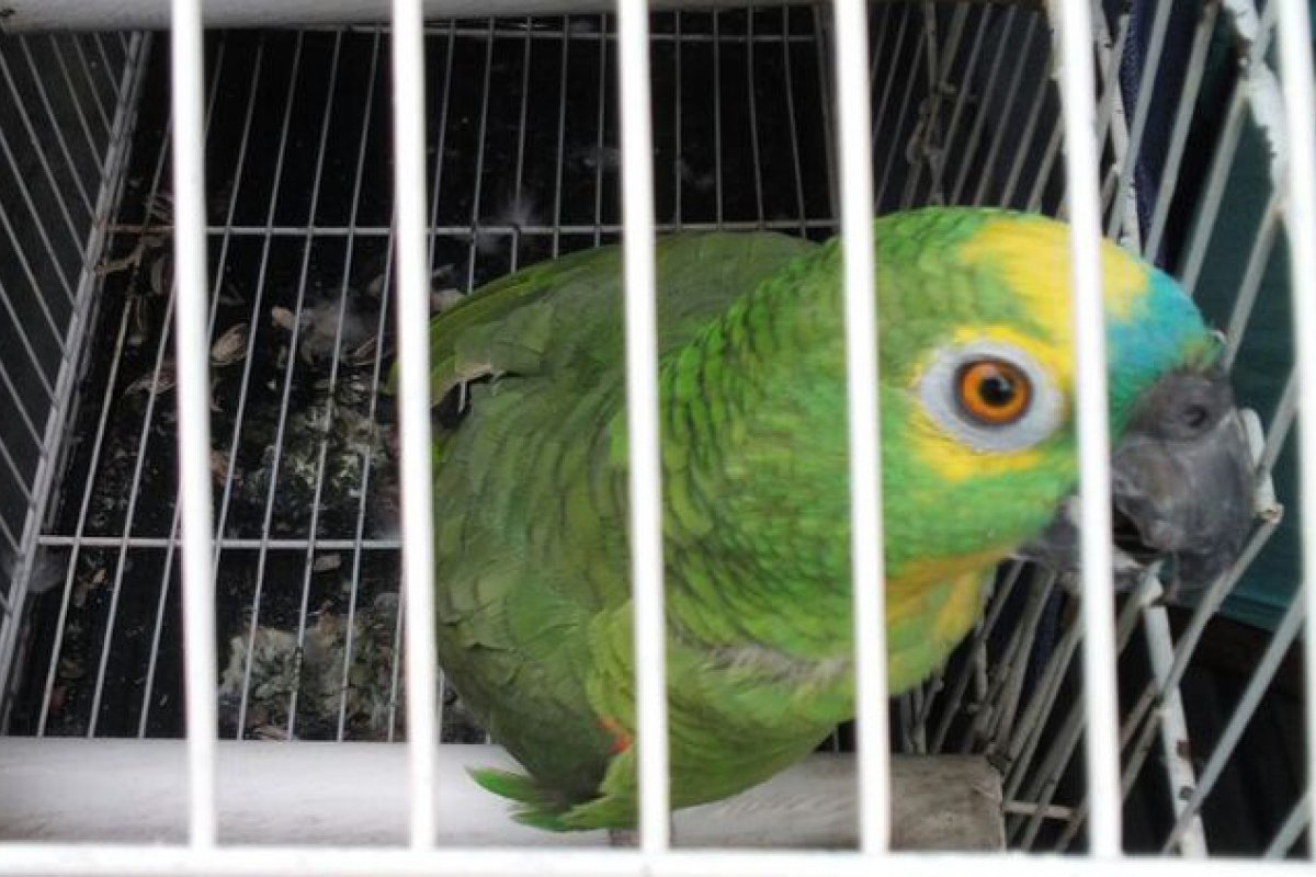 MP-BA pede aumento de fiança para homem preso por tráfico animais silvestres