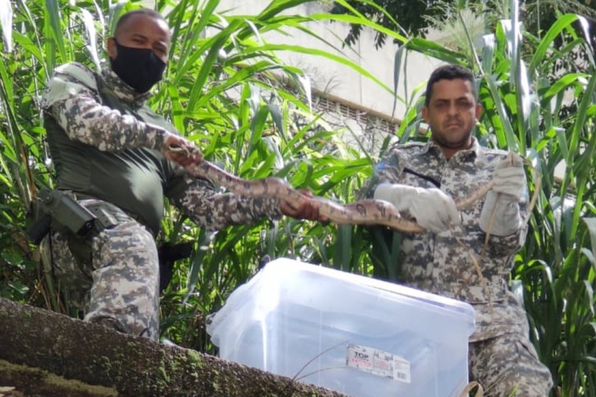 Jiboia de cinco quilos é resgatada em Salvador