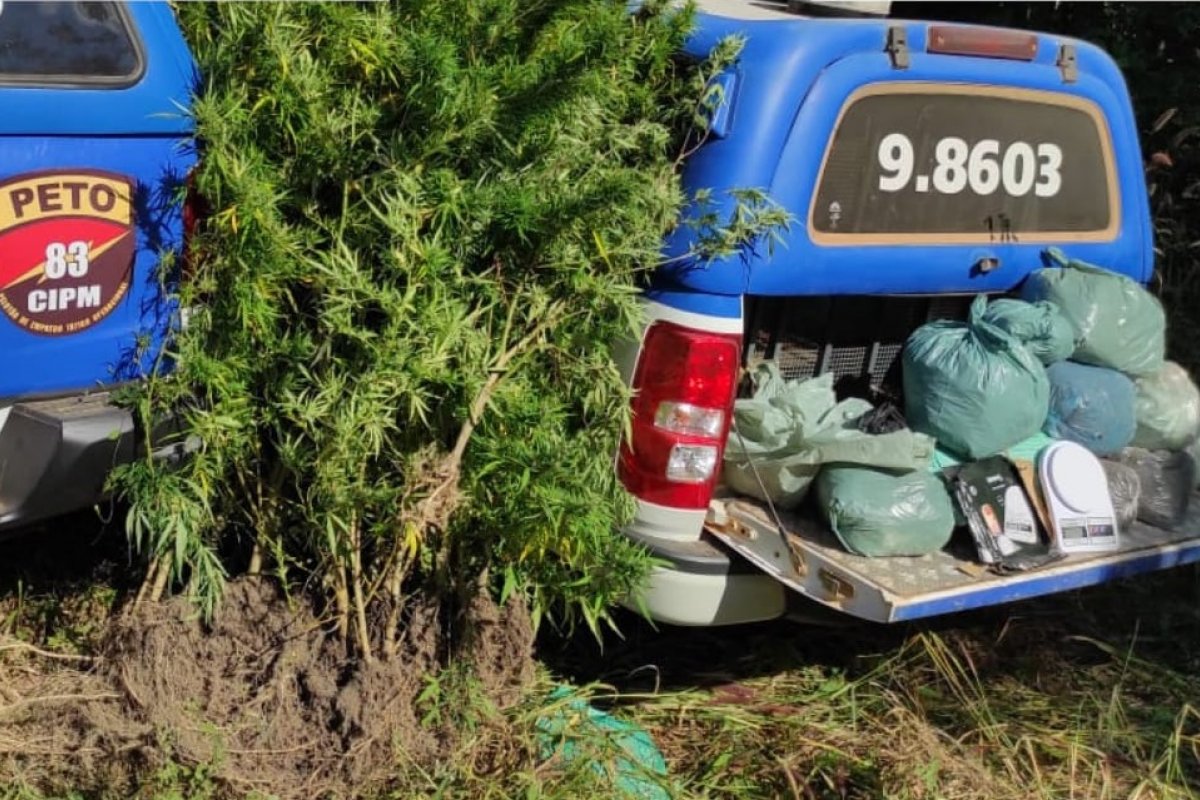 Homem é preso e plantação de maconha é localizada no oeste da Bahia