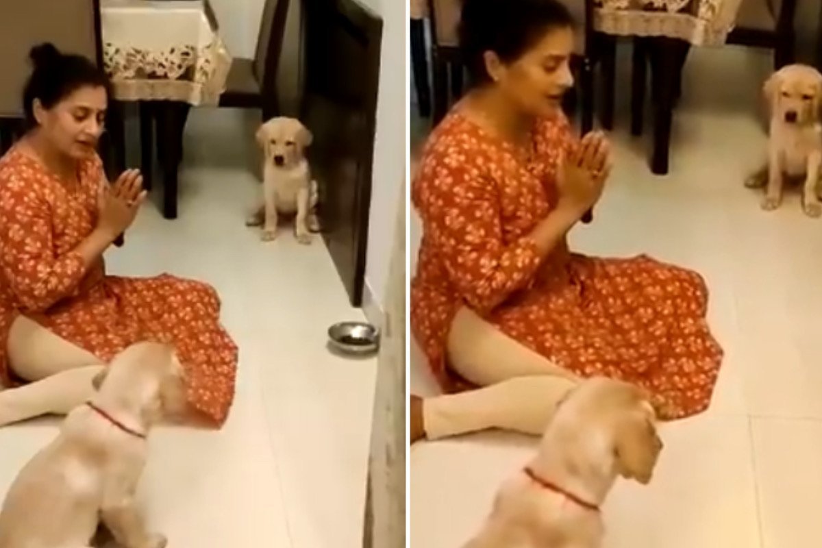 Mulher viraliza após ensinar cachorros a rezar antes das refeições