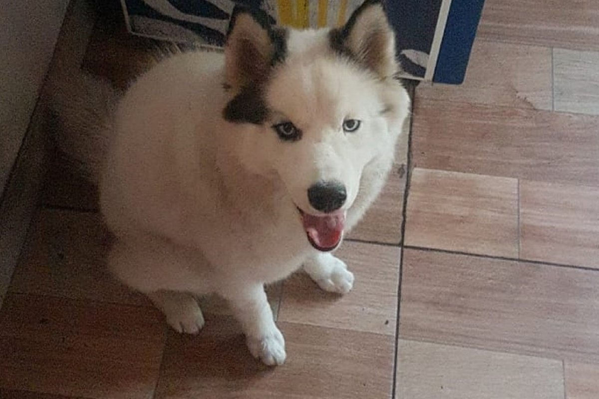 Mulher é presa por cobrar R$ 1,3 mil para devolver cachorro furtado aos vizinhos