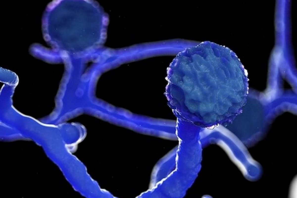 Fungo raro 'mutila' pacientes de Covid na Índia