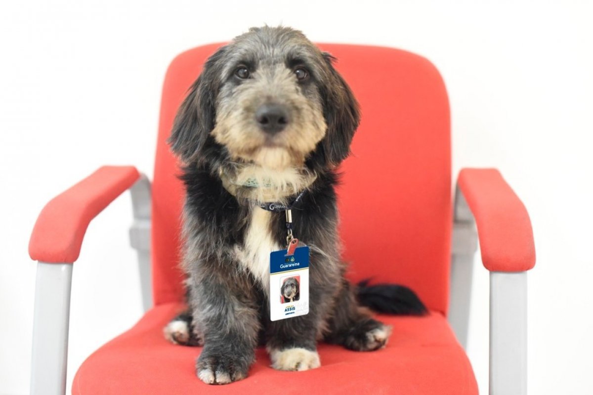 Após ser devolvido para ONG, cachorro é contratado pelo CAPS de Guararema
