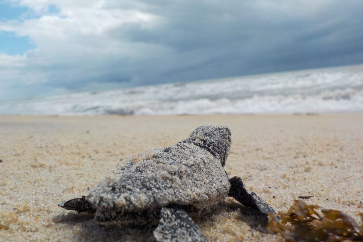 Projeto no sul da Bahia registra nascimento de cerca de 700 tartarugas marinhas