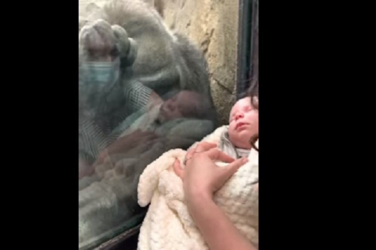 Vídeo: mamãe gorila se emociona ao ver bebê humano por meio de janela de vidro em zoológico