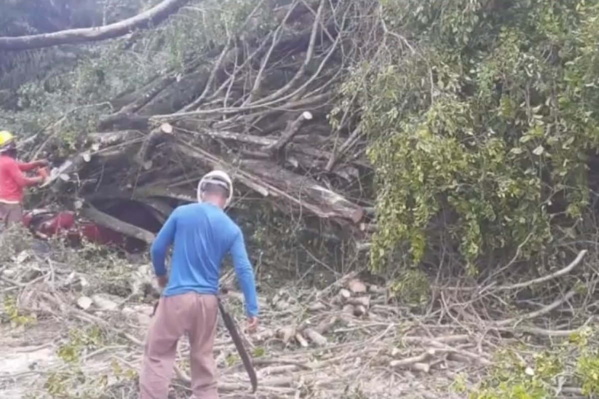 Homem sai ileso após carro ser atingido por árvore em Ilhéus, sul da Bahia