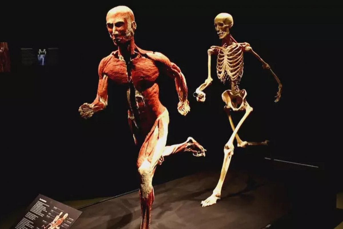 Cadáveres humanos são transformados em peças de exposição na Suíça