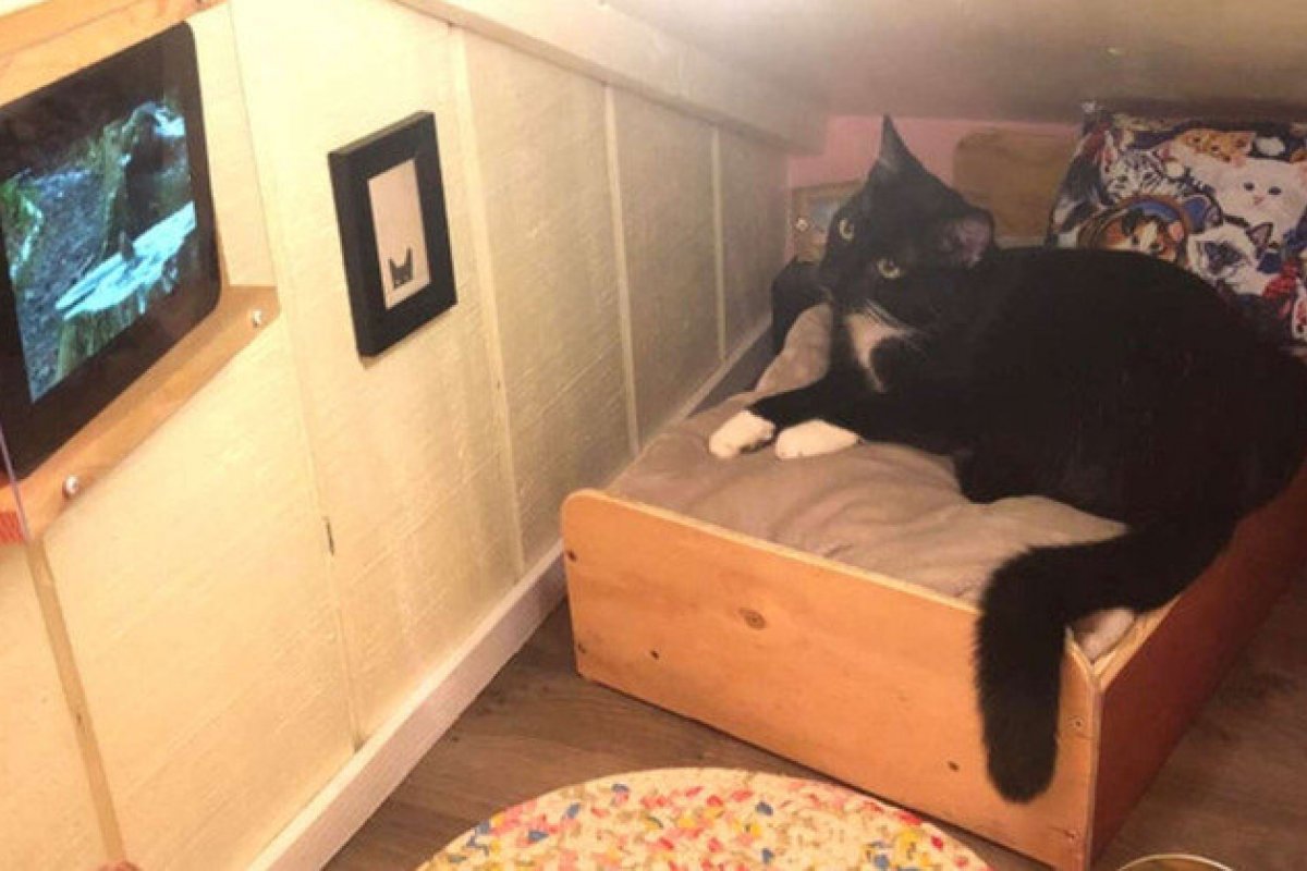 Americano transforma espaço na parede em quarto de dormitório para gato de estimação
