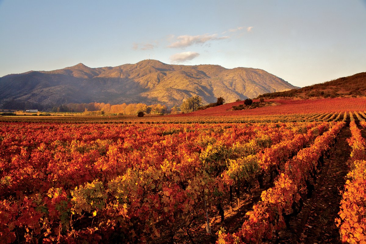 Concha y Toro lança The Cellar Collection, seleção de vinhos procedentes de alguns de seus mais prestigiados terroirs do Novo Mundo