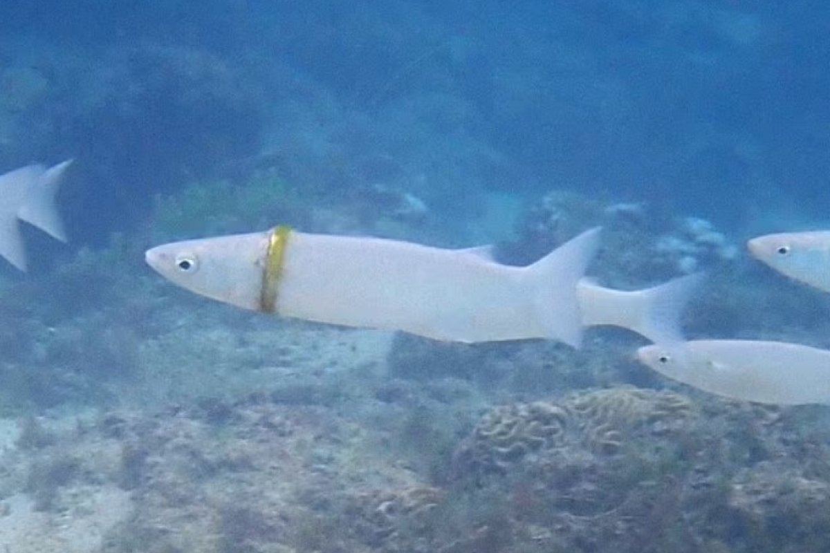 Peixe é flagrado com aliança perdida por turista na Austrália