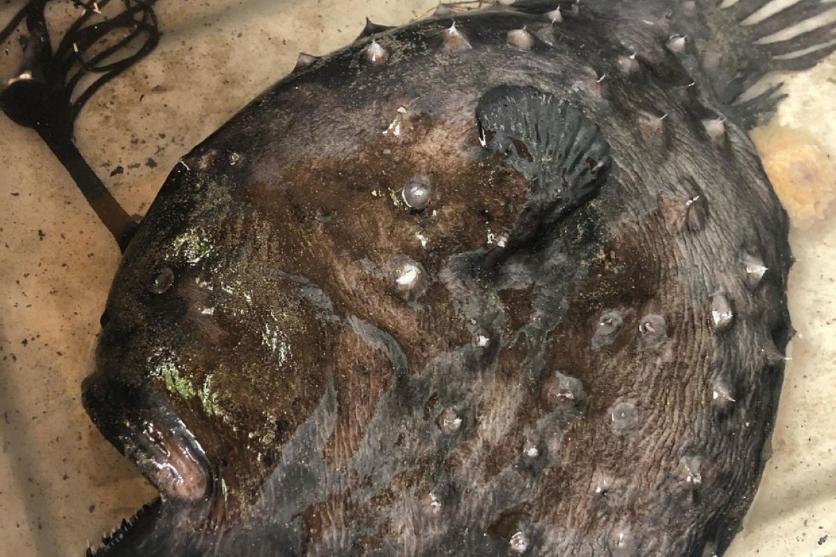 Peixe enorme que já foi visto em "Procurando Nemo" é encontrado na Califórnia