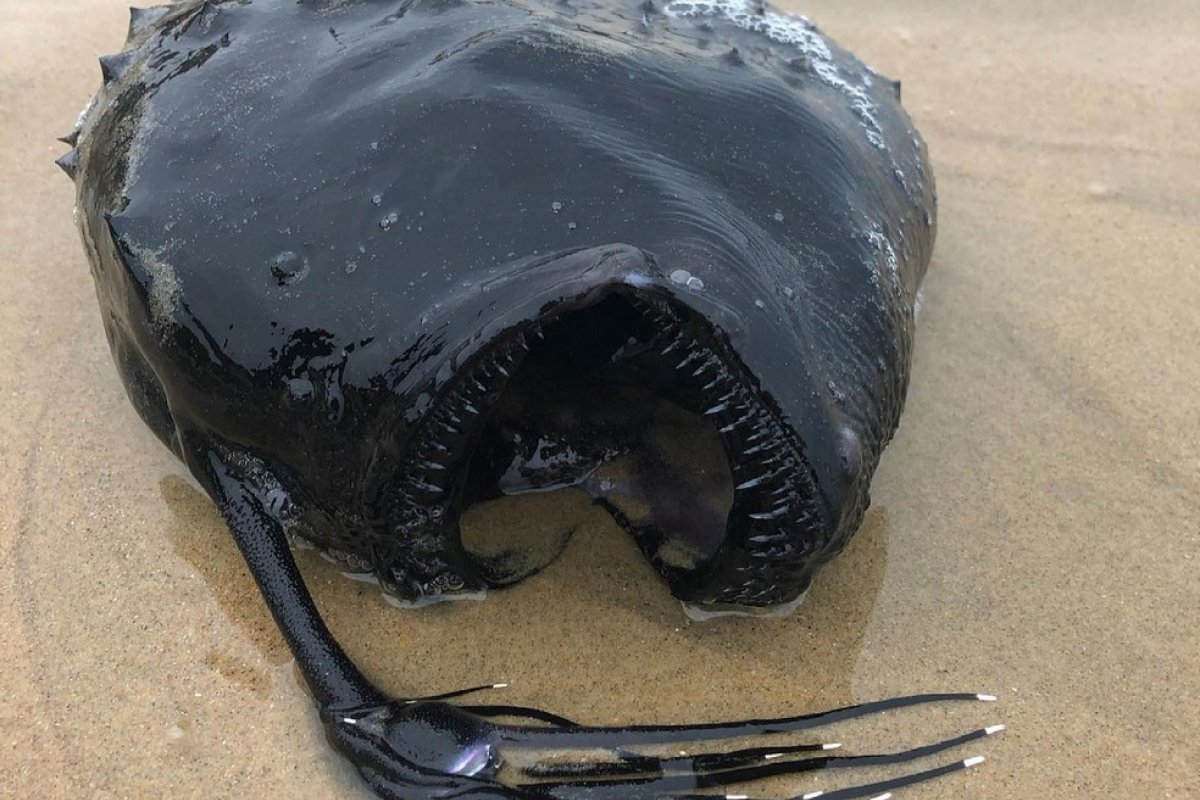 Peixe gigante raramente visto em praias é encontrado nos Estados Unidos