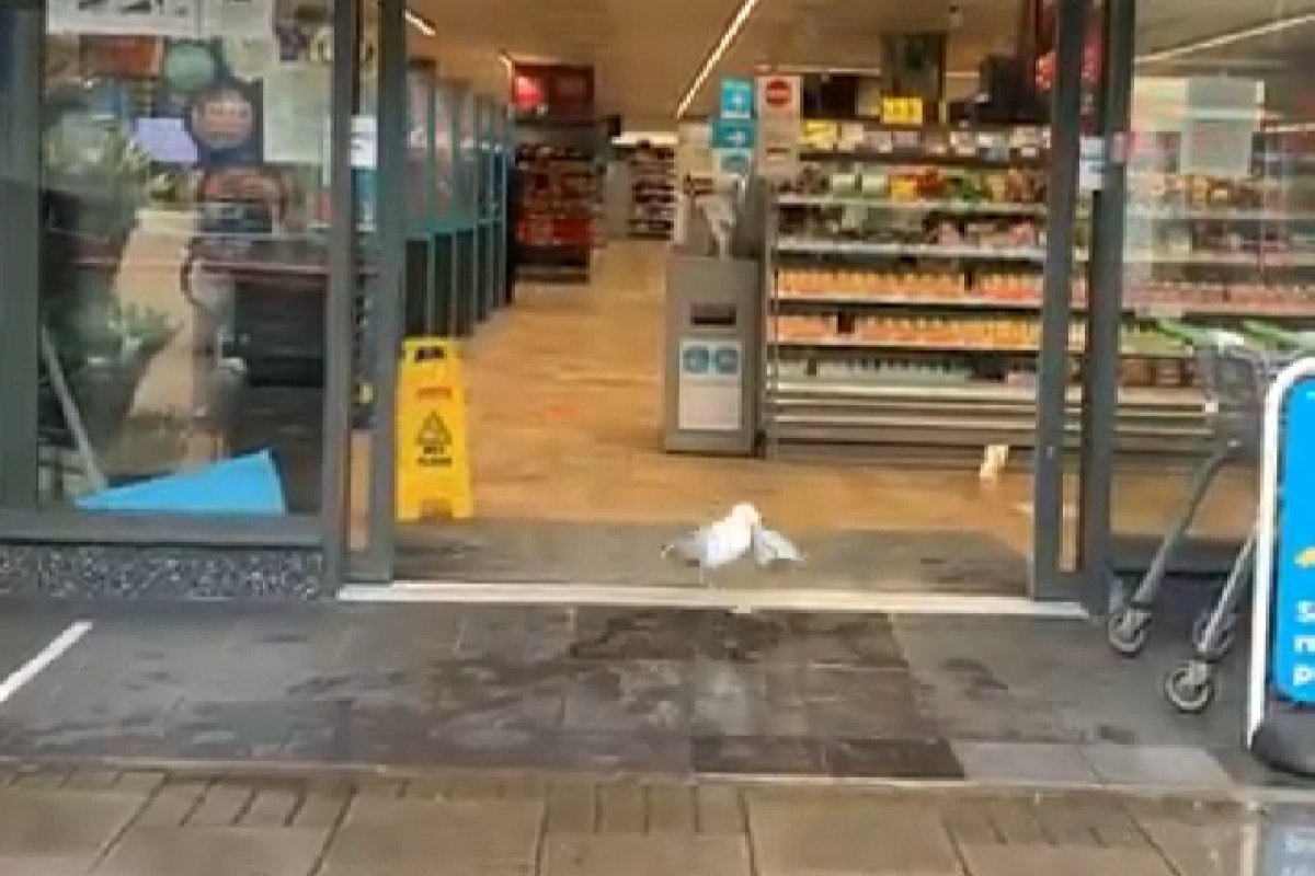 Vídeo: Gaivota rouba sanduíche em supermercado