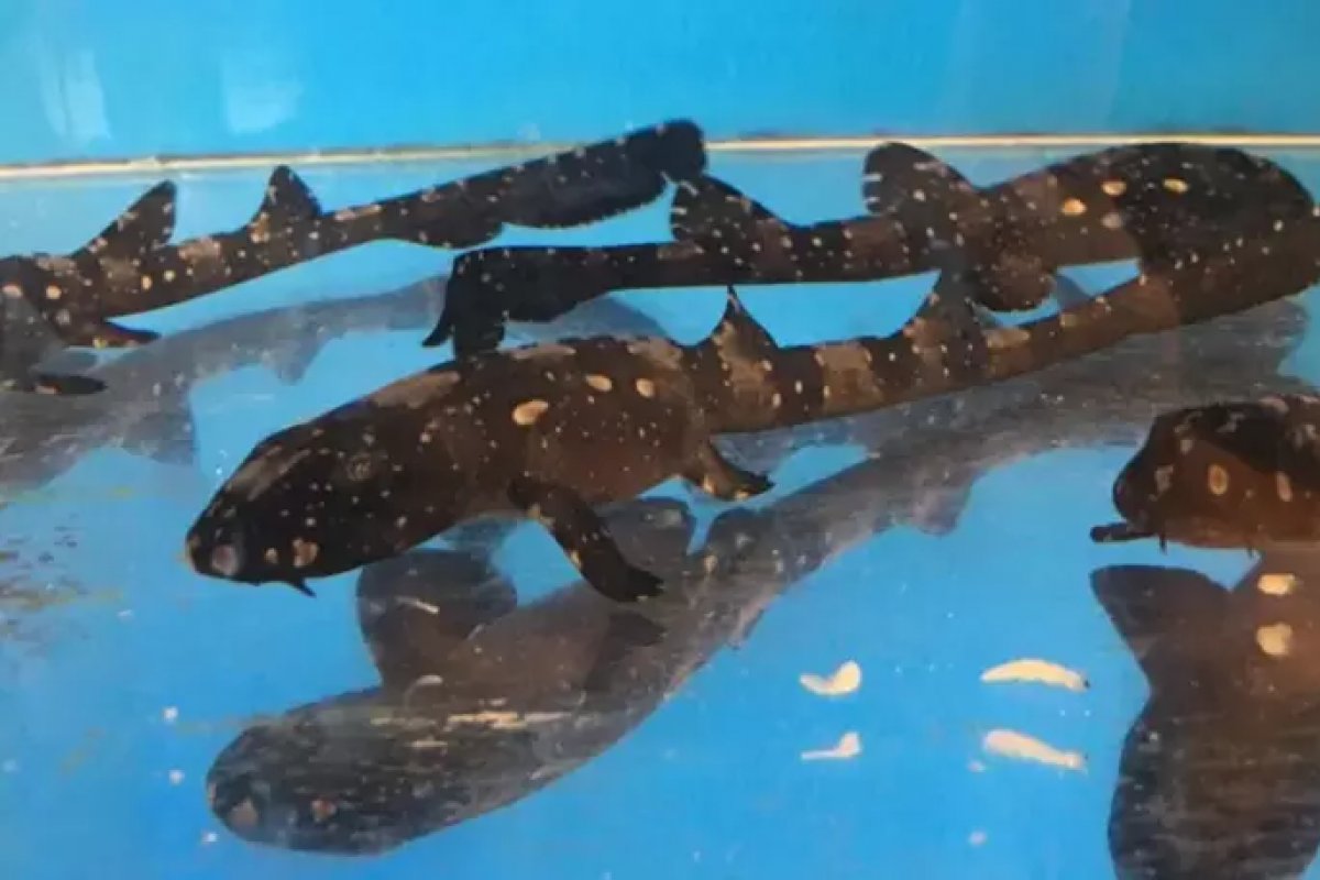 Quase 100 filhotes de tubarão nascem por meio de inseminação artificial