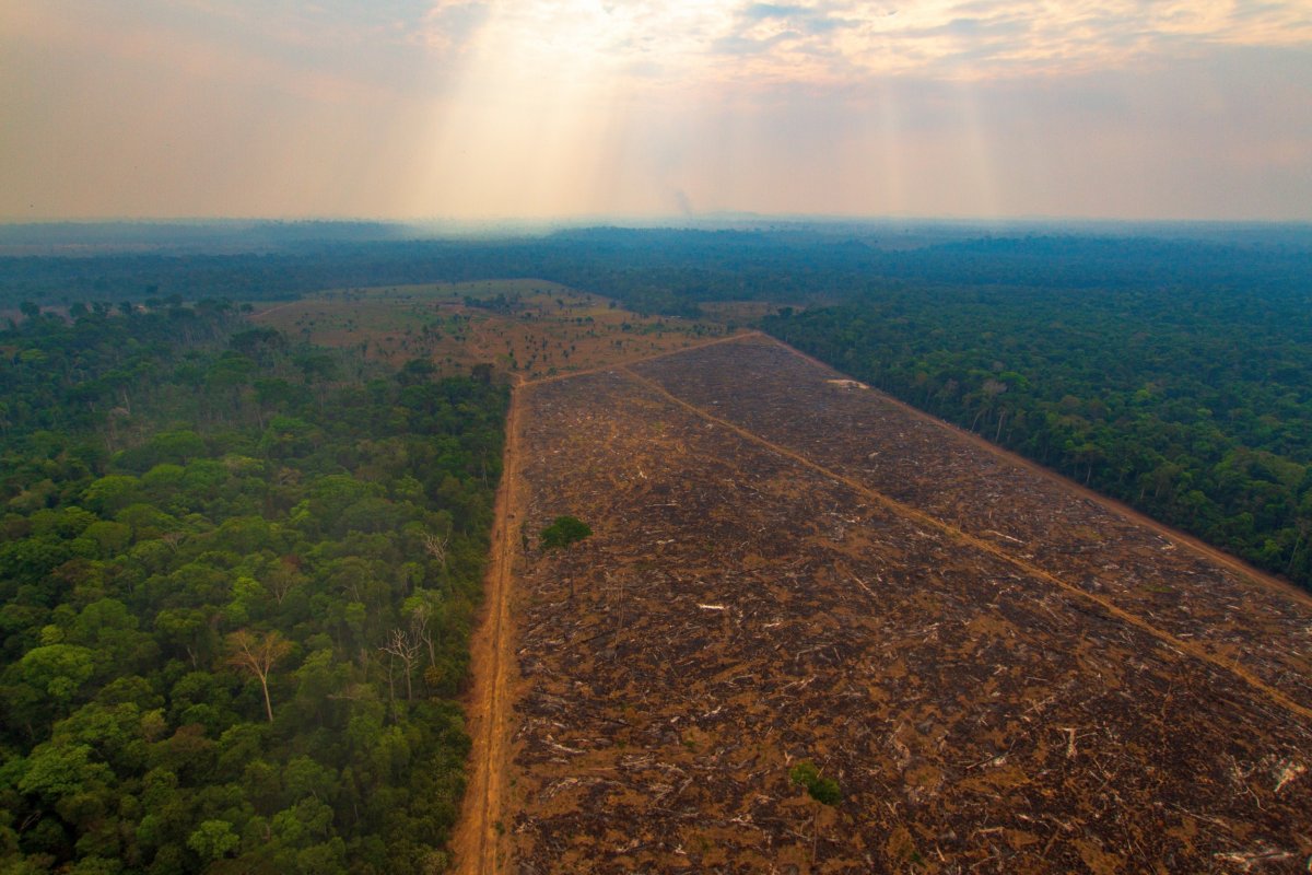 Amazônia tem o maior desmatamento para o mês de abril em uma década
