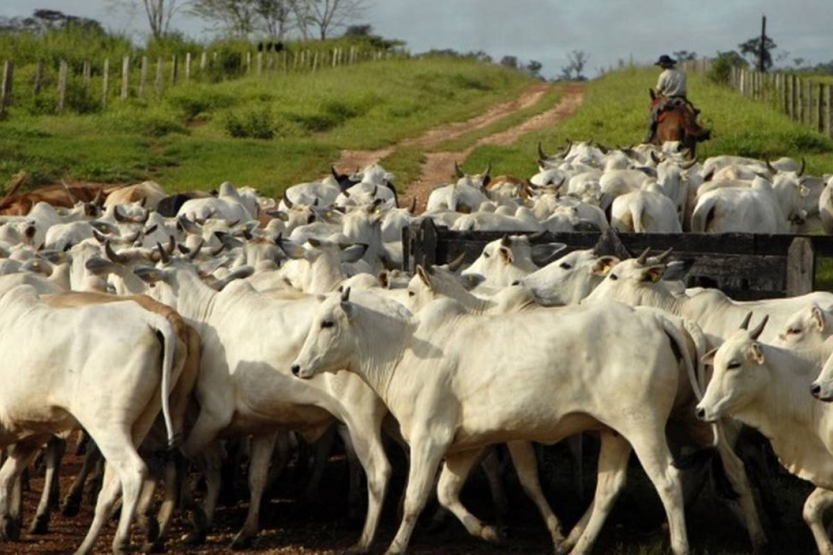 Argentina suspende exportações de carne bovina por 30 dias
